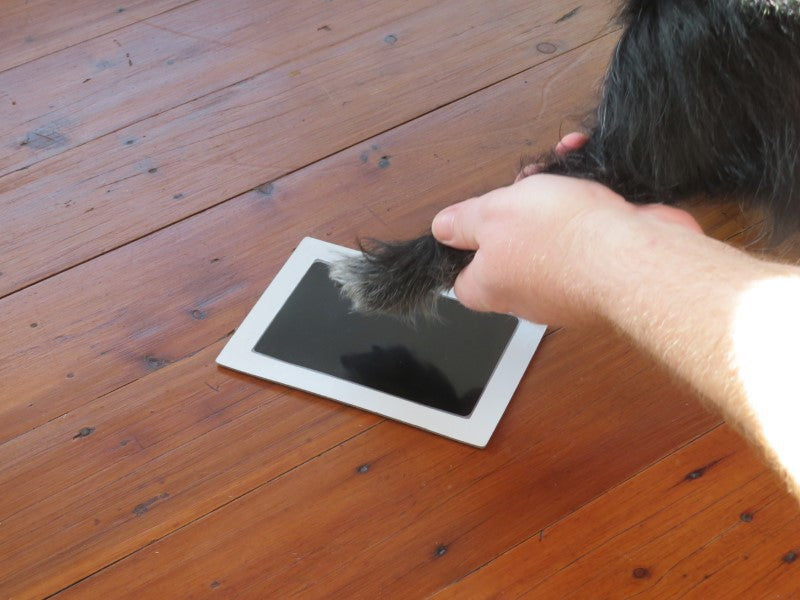 Pet Safe Paw Print Impression Kit for Dog or Cat