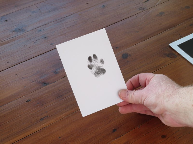 Dog paw outlet print impression kit