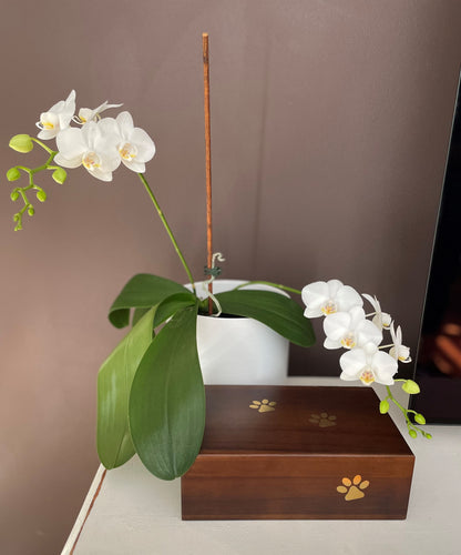 Timber Pet Urn with Paw Prints