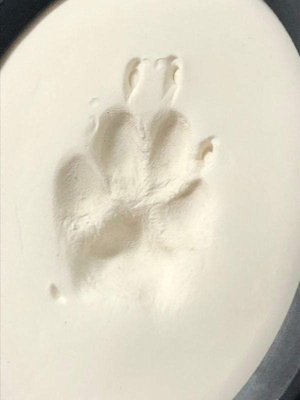 close up of a clay impression of a dogs paw print
